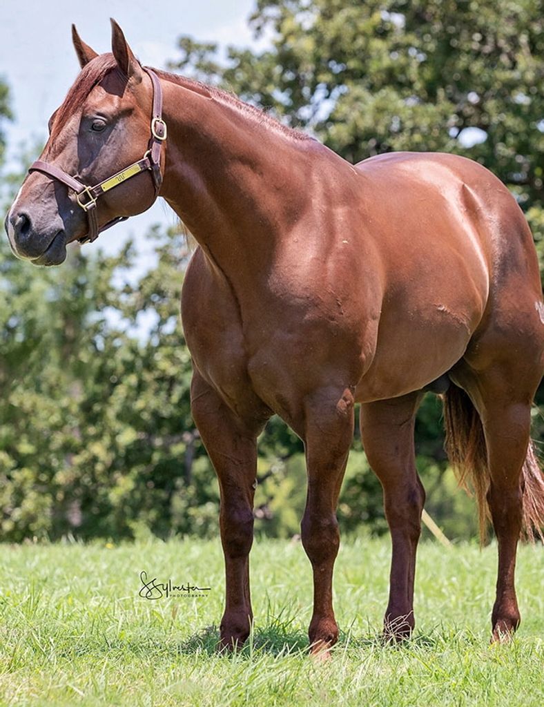 Susan E. Anleitner Profile Photo