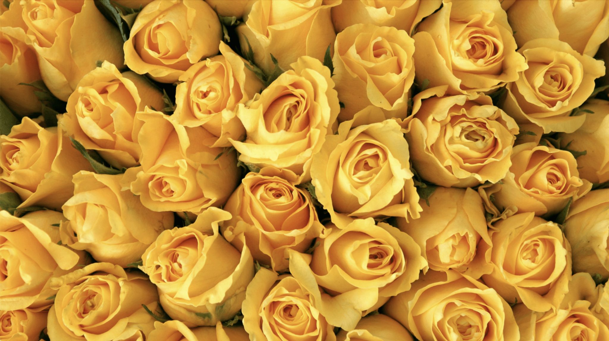 Cover for Donna Marie Dupont's Obituary