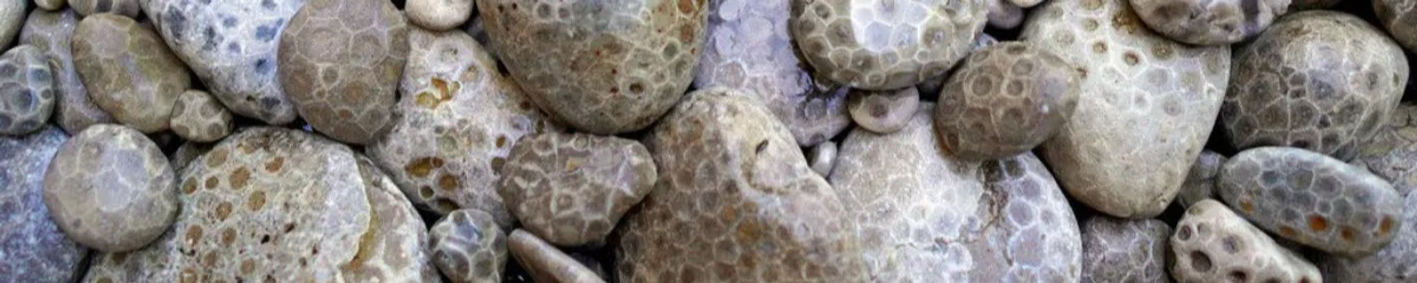 Cover for Norma J. Lewis's Obituary