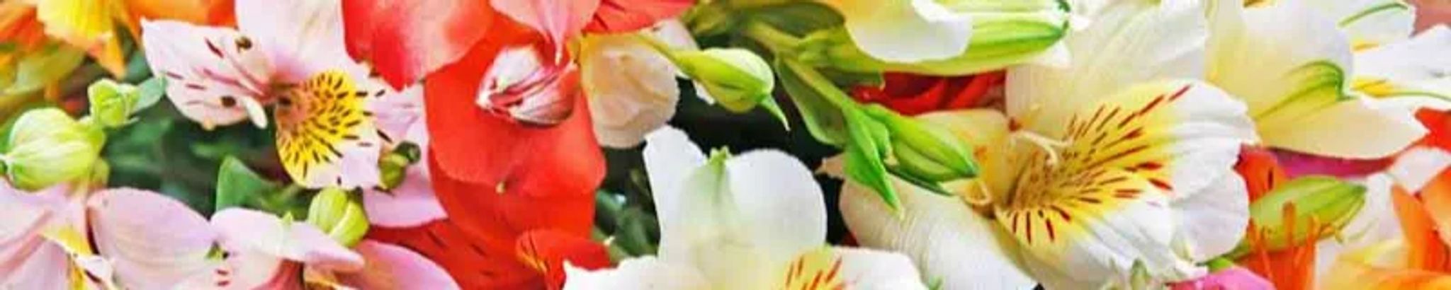 Cover photo for Paula Sunshine's Obituary