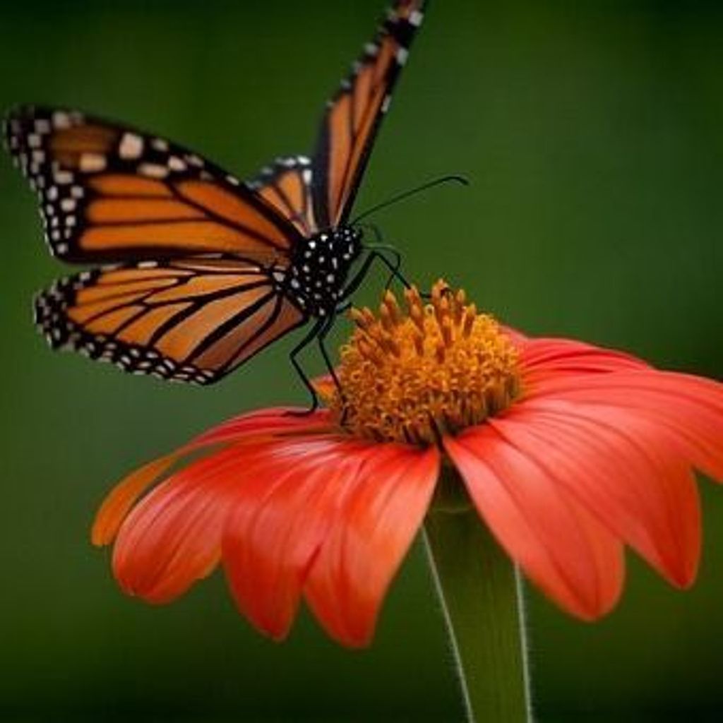 Terri Angela Oliva Profile Photo