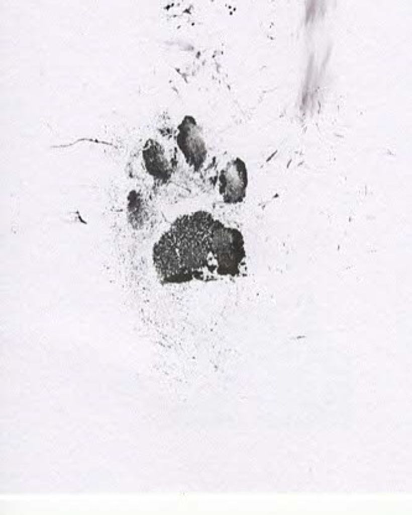 Cayden Alt Profile Photo