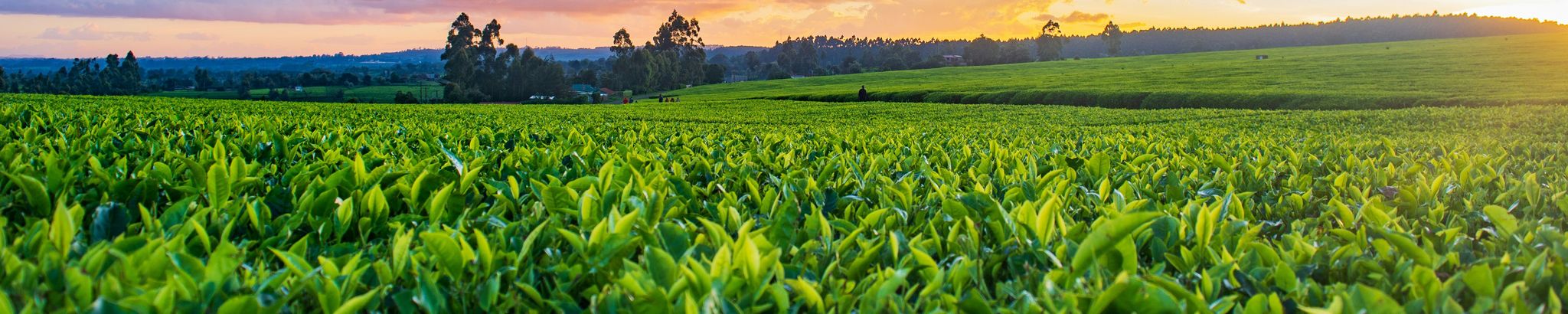 Cover for Joe Wallace Runions's Obituary