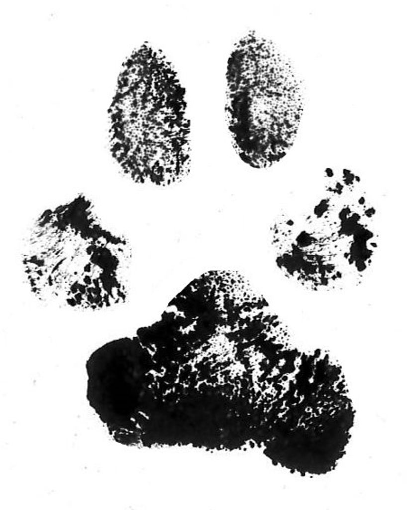 Iko Brown Profile Photo