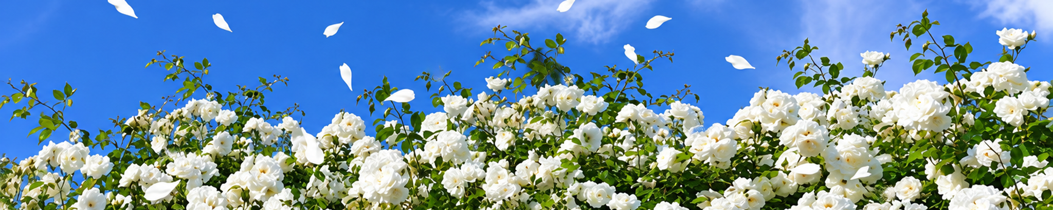 Cover for Joy Mary Anne Aquino Recio's Obituary
