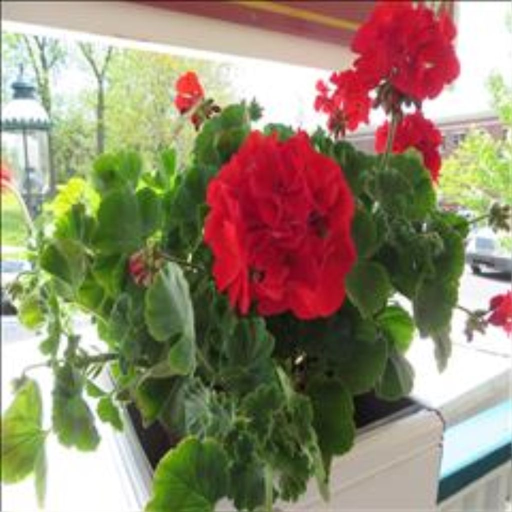 Marilyn Helen Scott Profile Photo