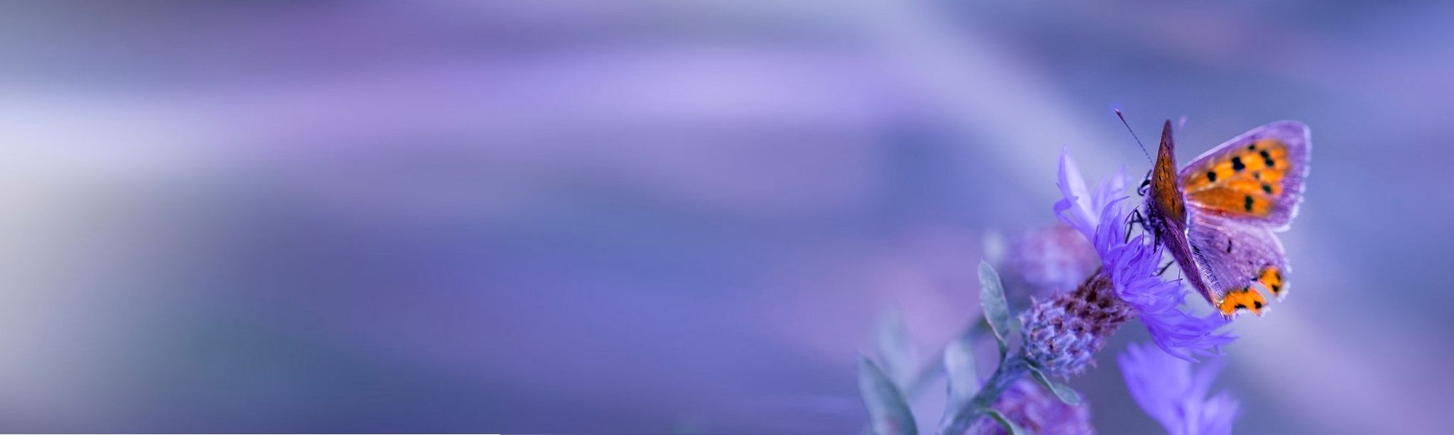 Cover photo for Carol A. Nevrivy's Obituary