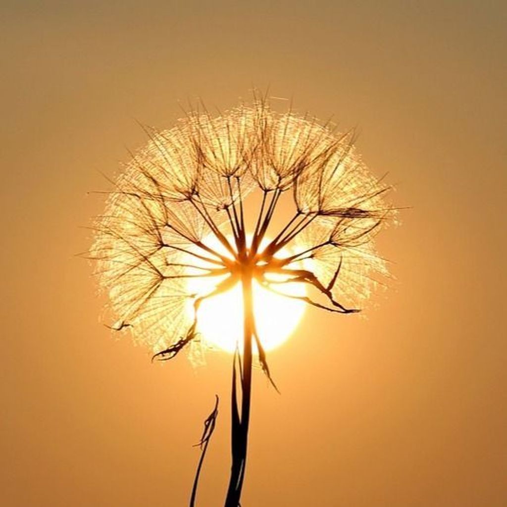 Steven L. Wetzel Profile Photo