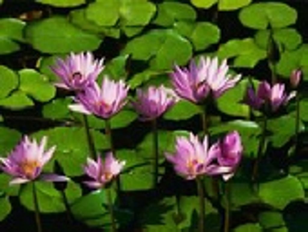 Marguerite Black