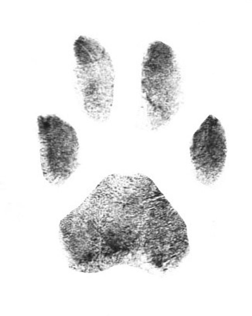 Fluff Howard Profile Photo