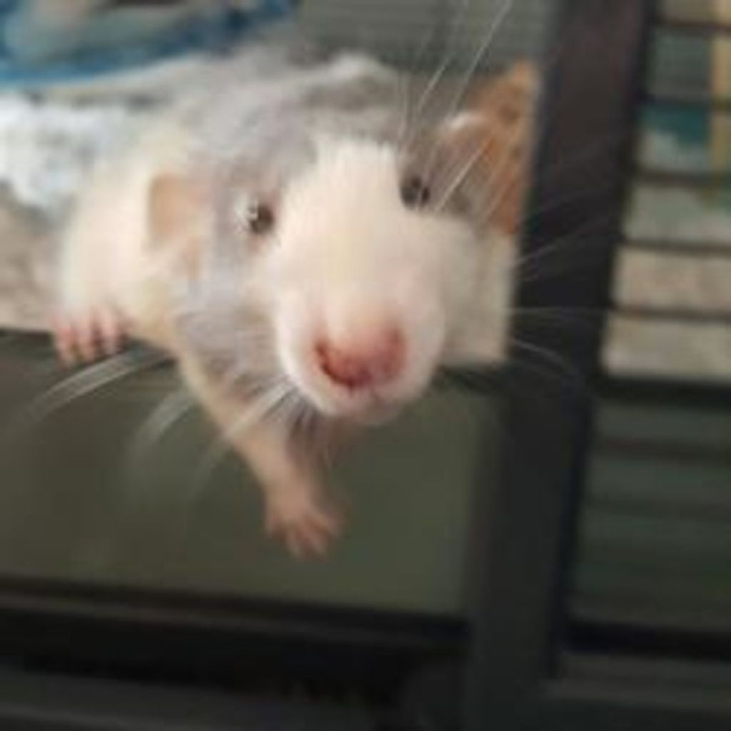 Charming Stedman Profile Photo