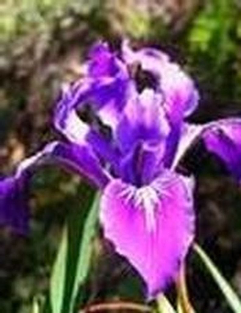 Janice Kay Yates Mccorkle