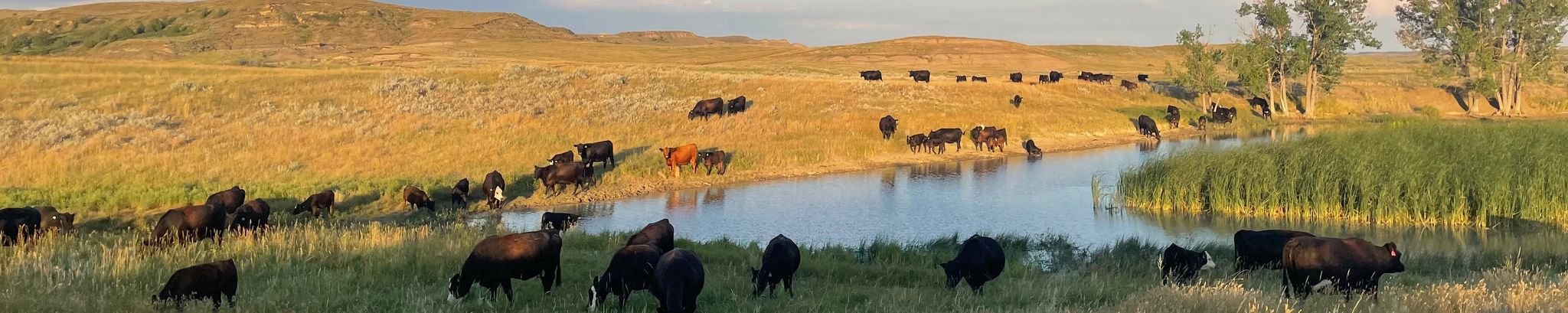 Cover for Rosella "Rose" Crawford's Obituary