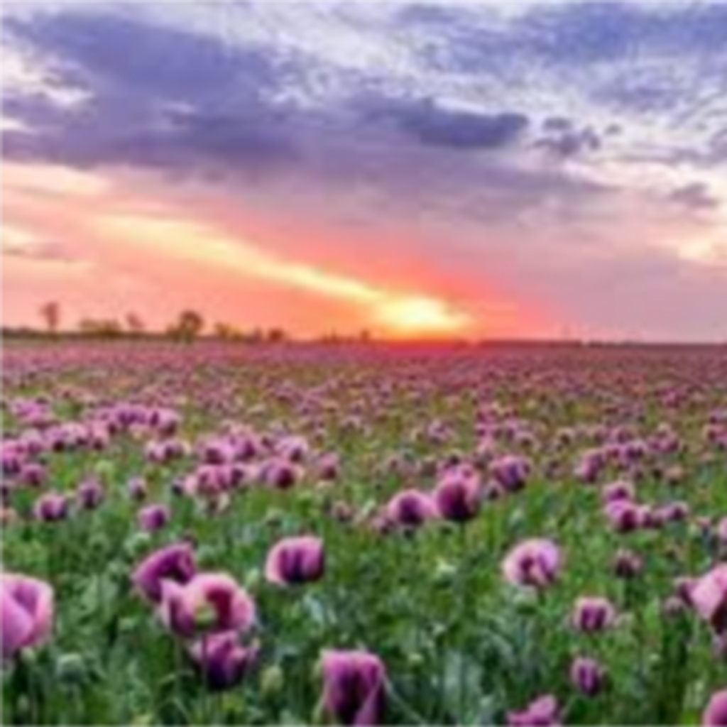 Delores Elizabeth Evans