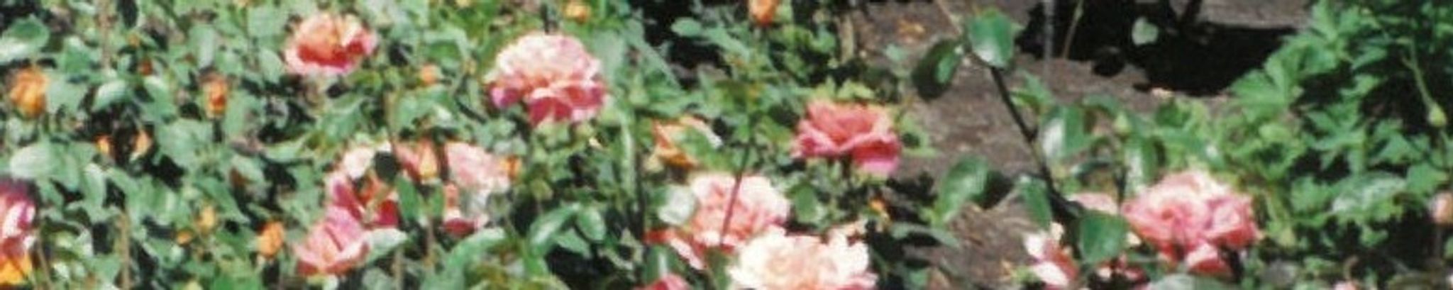 Cover photo for Diane Evers's Obituary