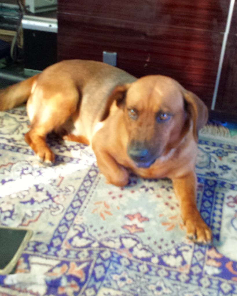 Brownie Lynch Profile Photo