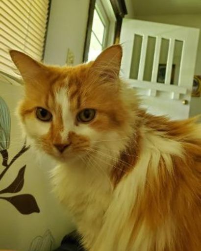 Kinch Daniels-Siebenaler's obituary image