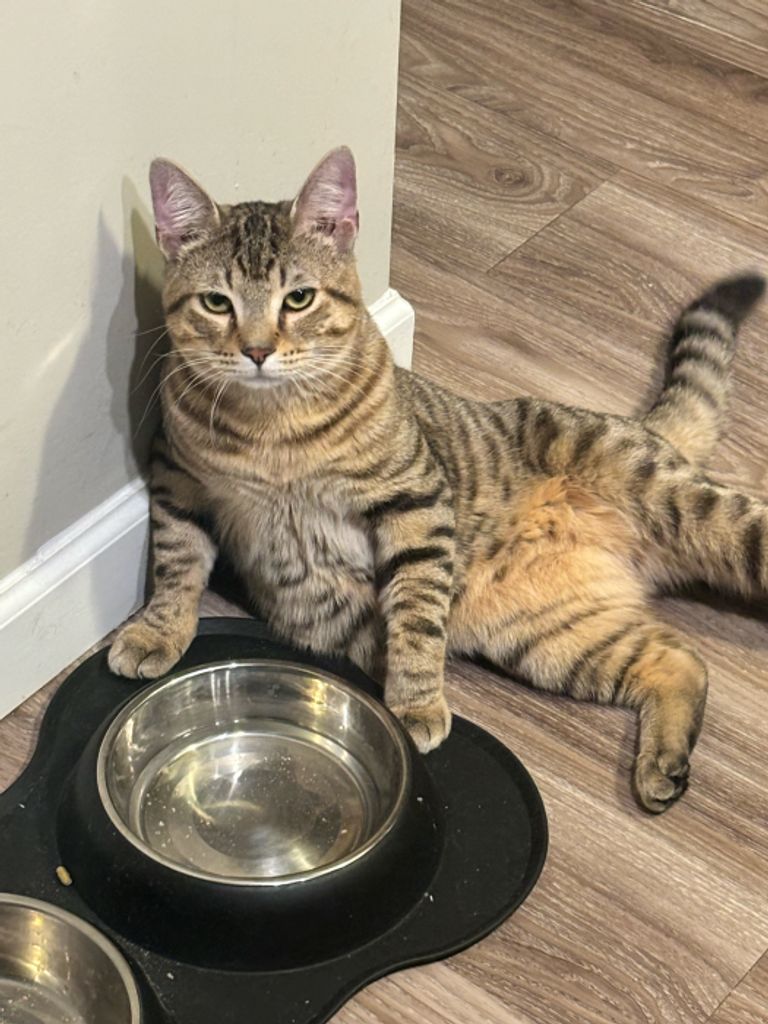 Rico Matthias Finley