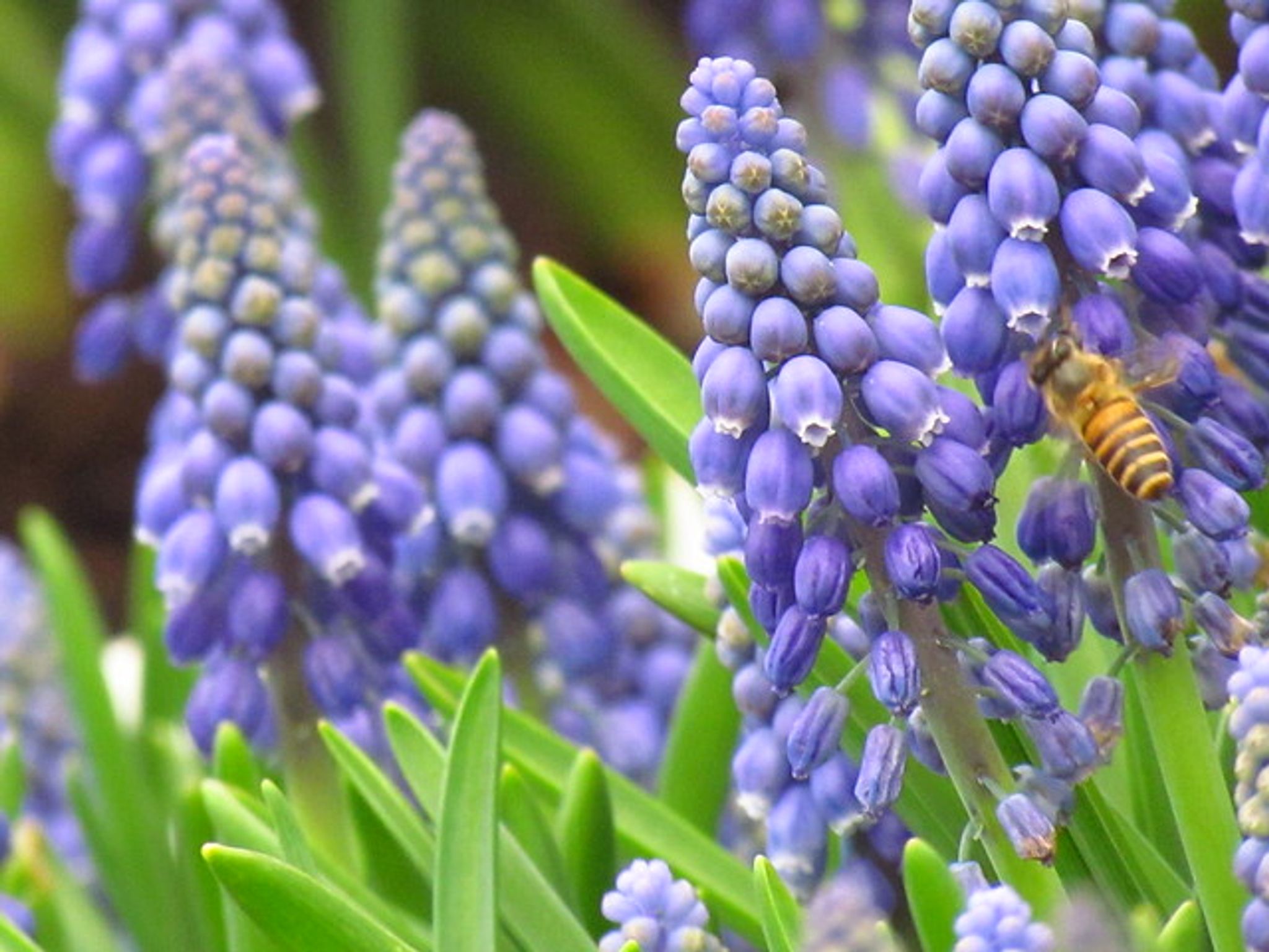 Cover for Diane Marie Olds's Obituary