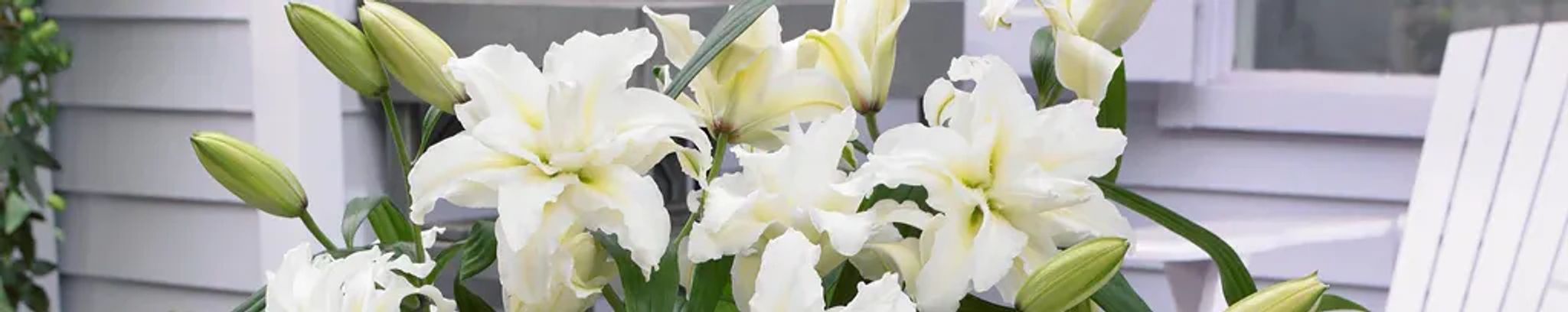 Cover photo for Alcira Muñoz's Obituary