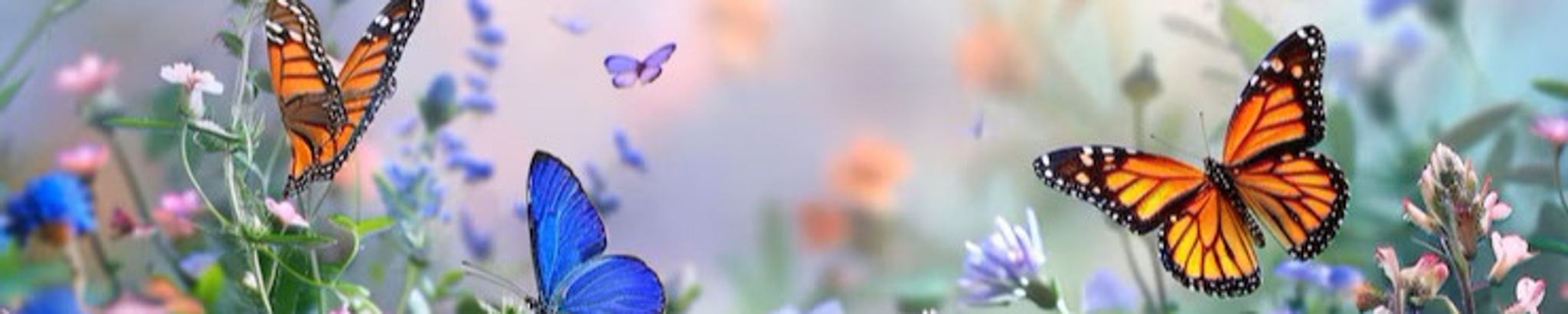 Cover photo for Amelia J. Ryer's Obituary