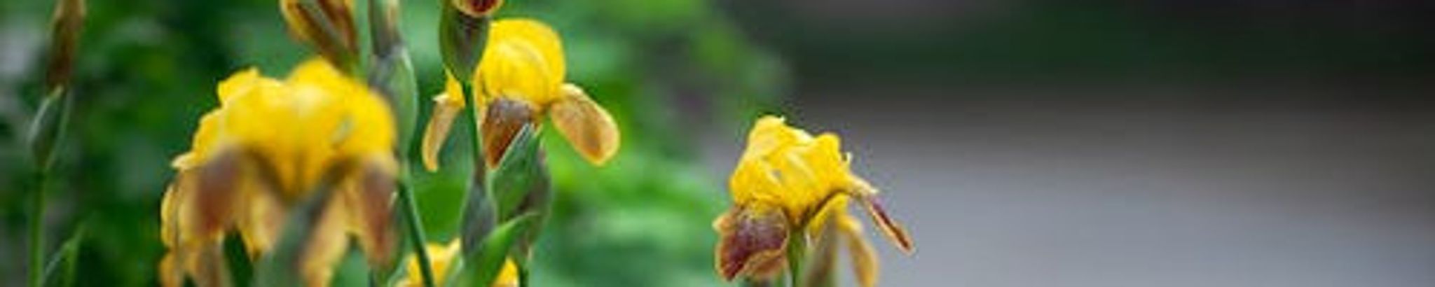 Cover photo for Iris M. Reddeman's Obituary