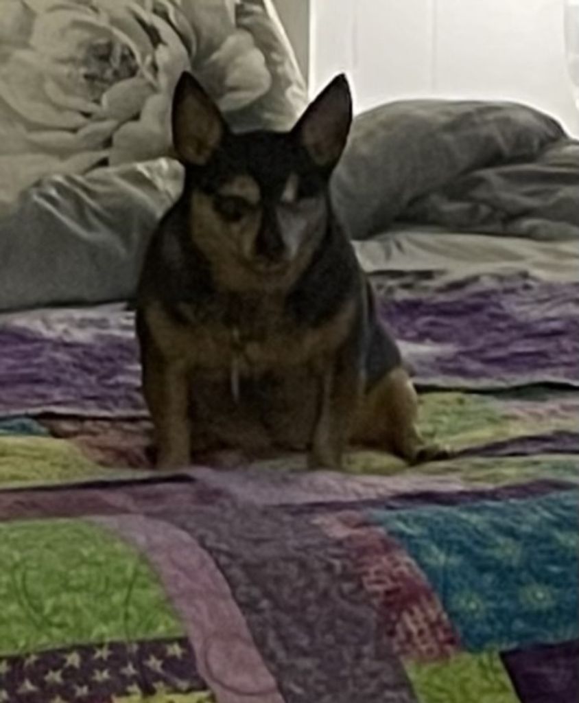 Gizmo Cutsinger Profile Photo