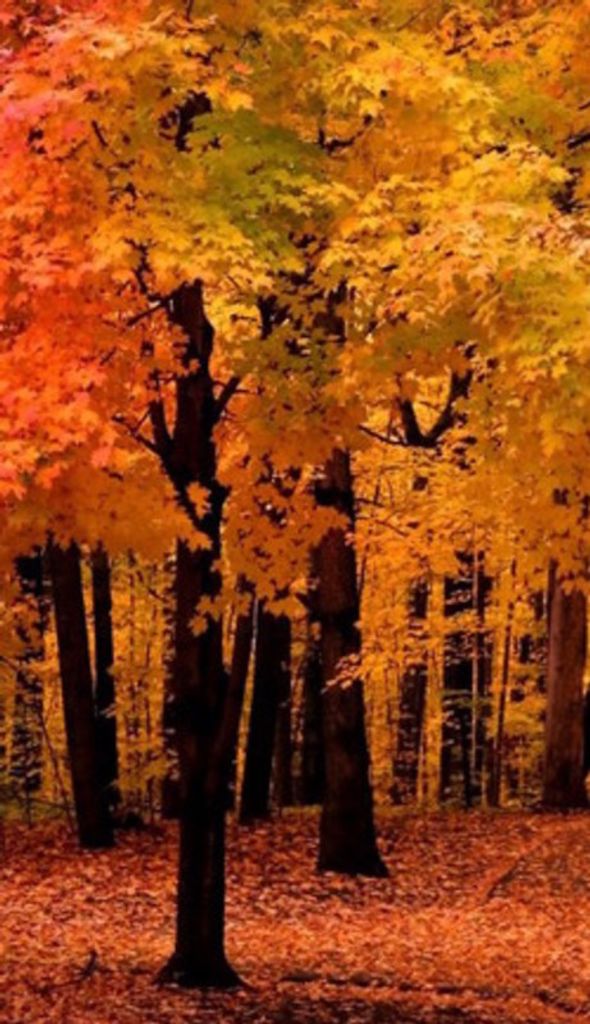 James M. Phaneuf Profile Photo