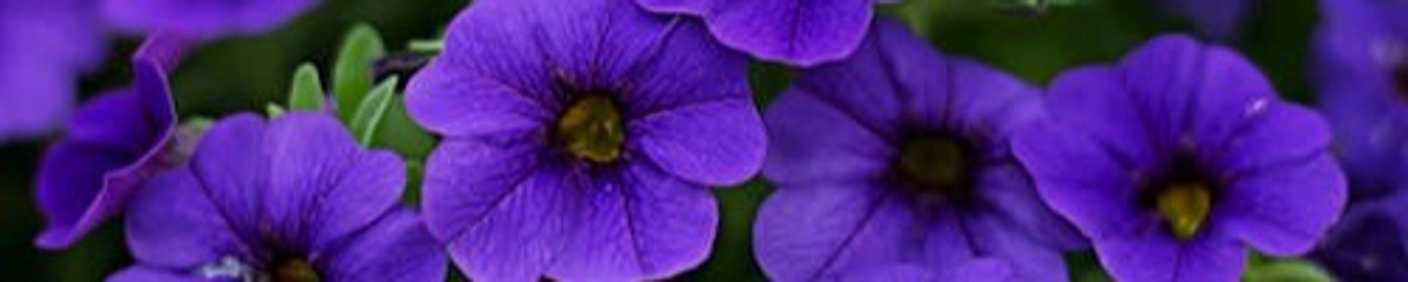 Cover photo for Frankie Baugus's Obituary