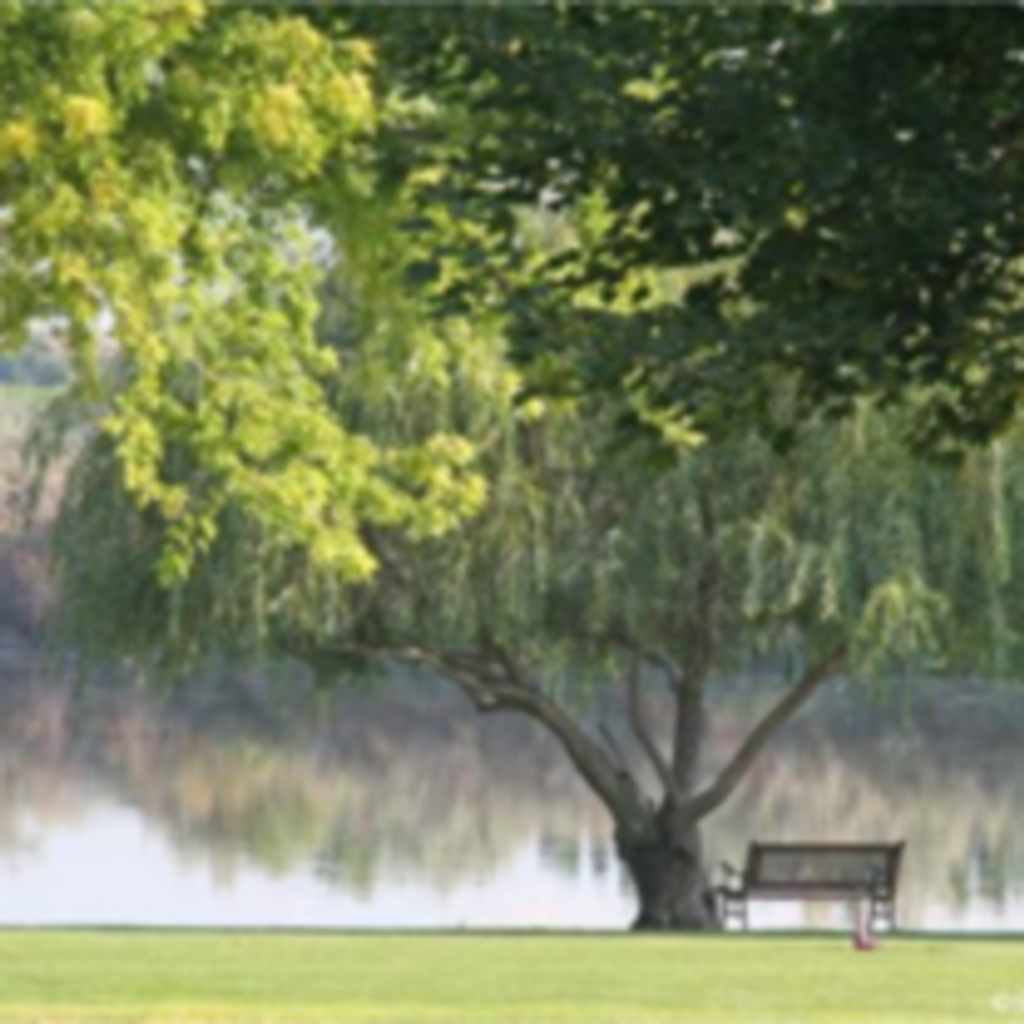 Rudolph Maynez Paloma