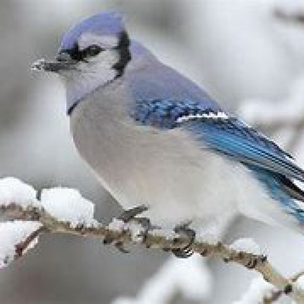 Verta L Alexander Profile Photo