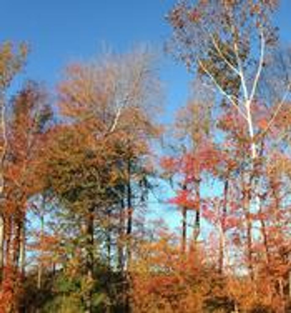 Mary Louise Trombley