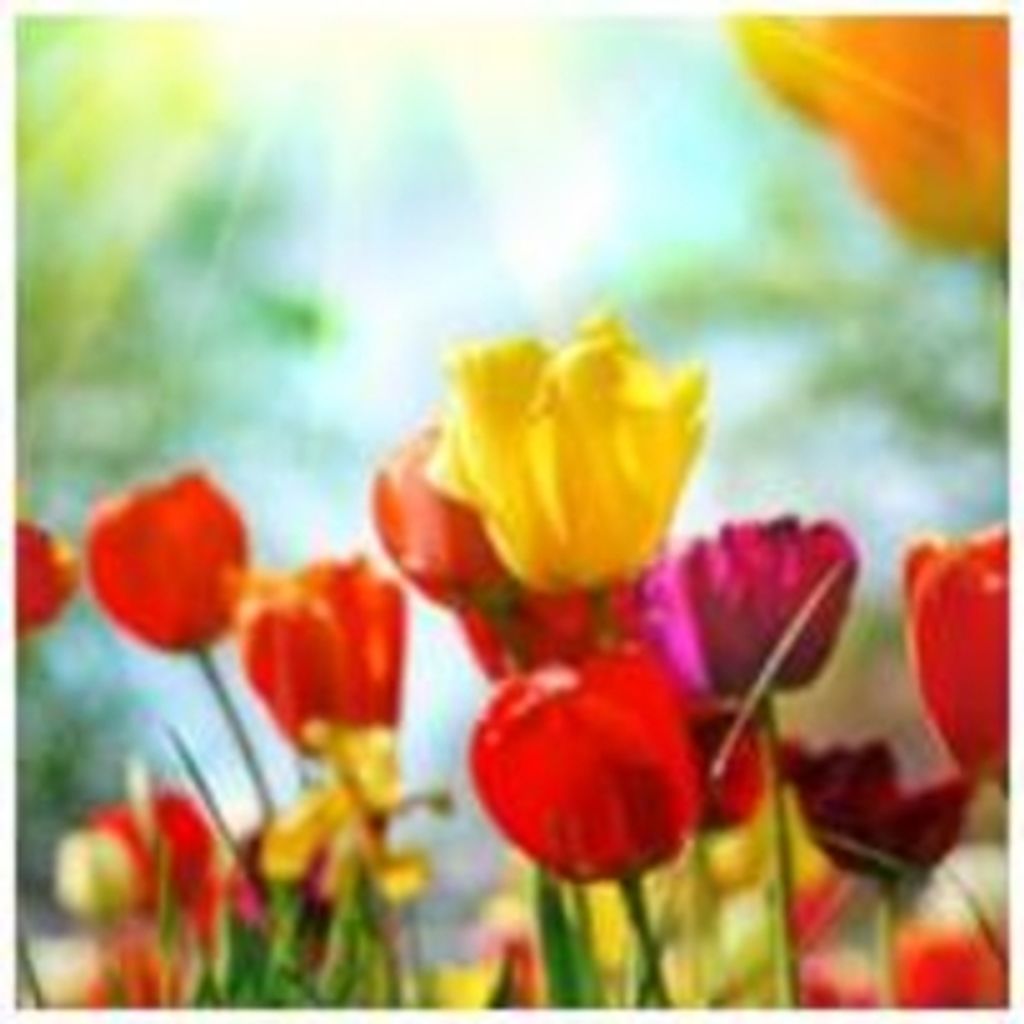 Mrs Myrtle Walker Profile Photo