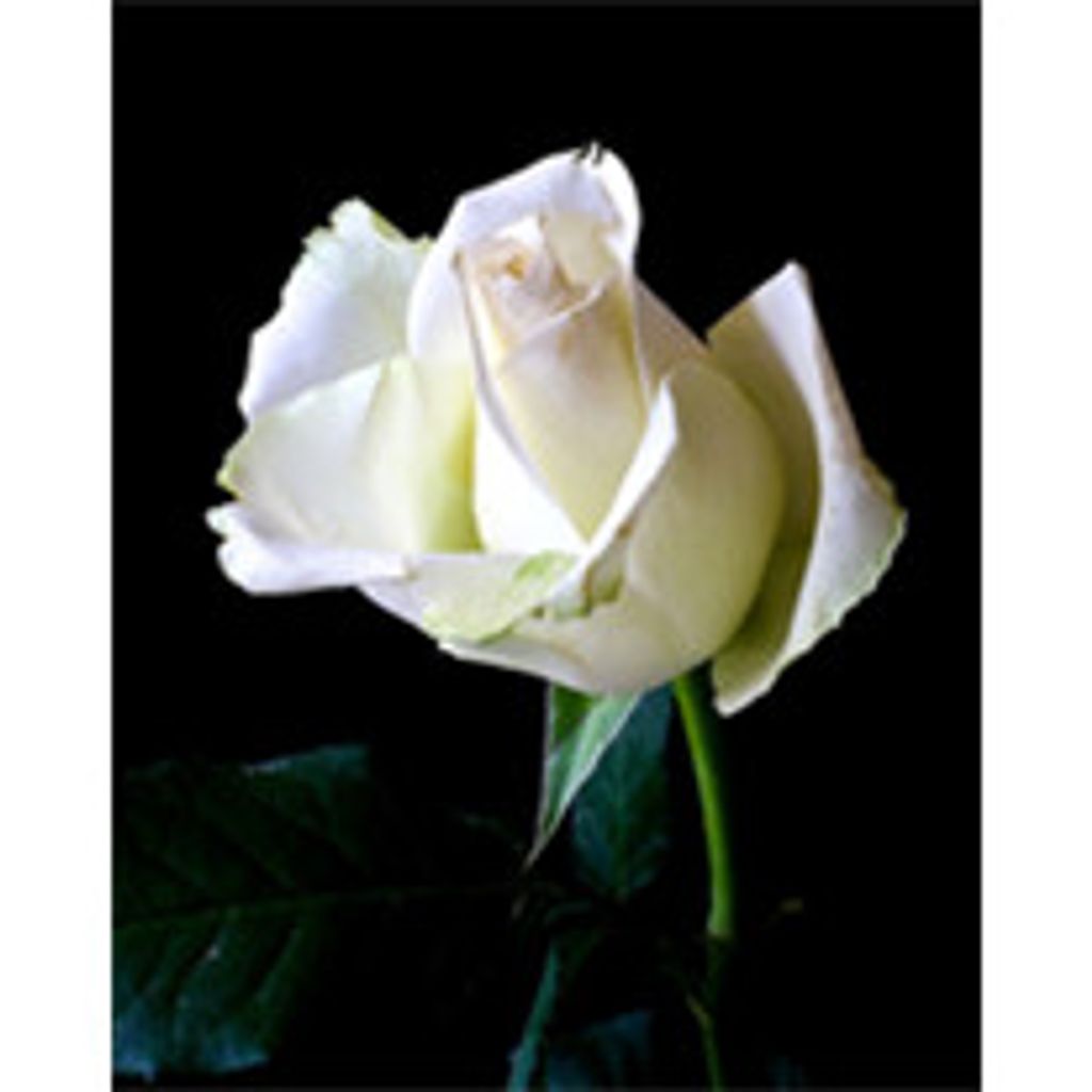 Barbara Ann Linnell Profile Photo