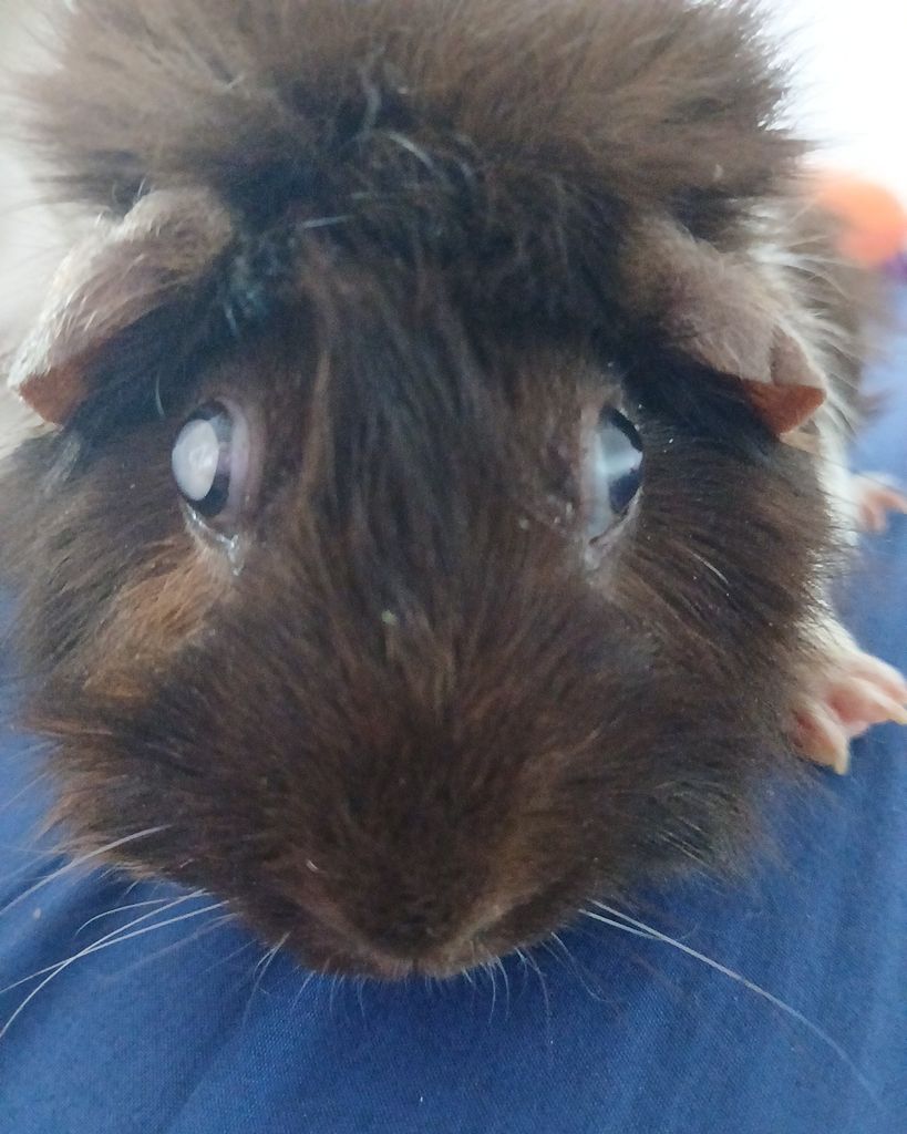 Fluffy Profile Photo