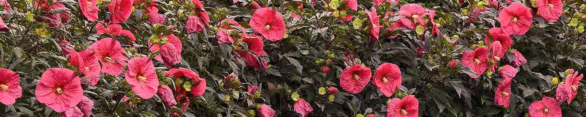 Cover for Kimberley Marie Black's Obituary