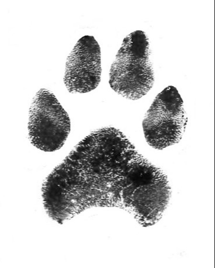Nano Quadt Profile Photo