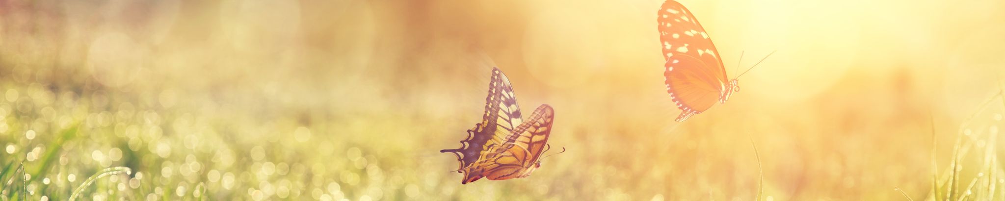 Cover photo for Joan (Brown) Aagenes's Obituary