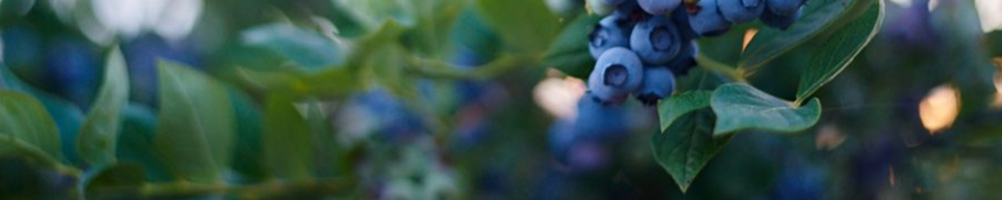 Cover photo for Mauney Viola (Lineberger)  Marlowe's Obituary