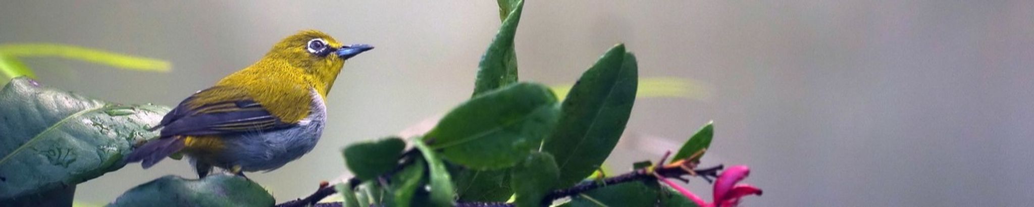 Cover for Linda Lou Beard's Obituary