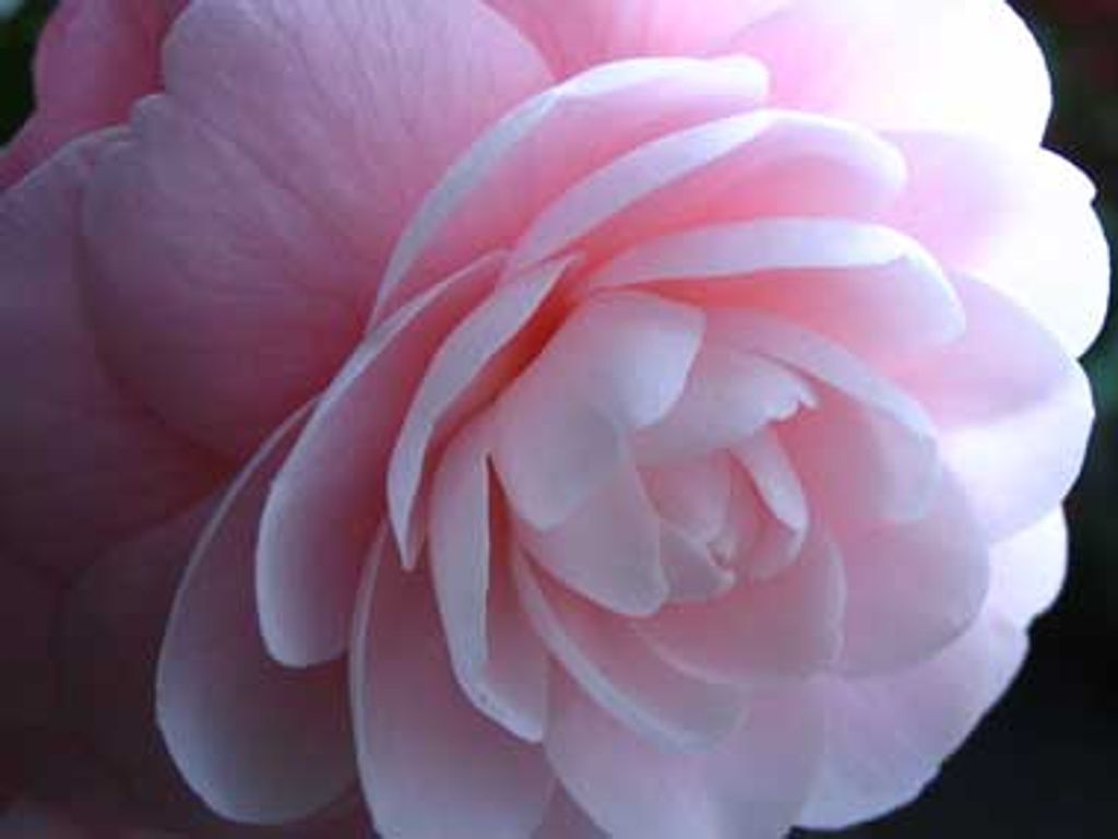 Norma Jean Rowland Profile Photo