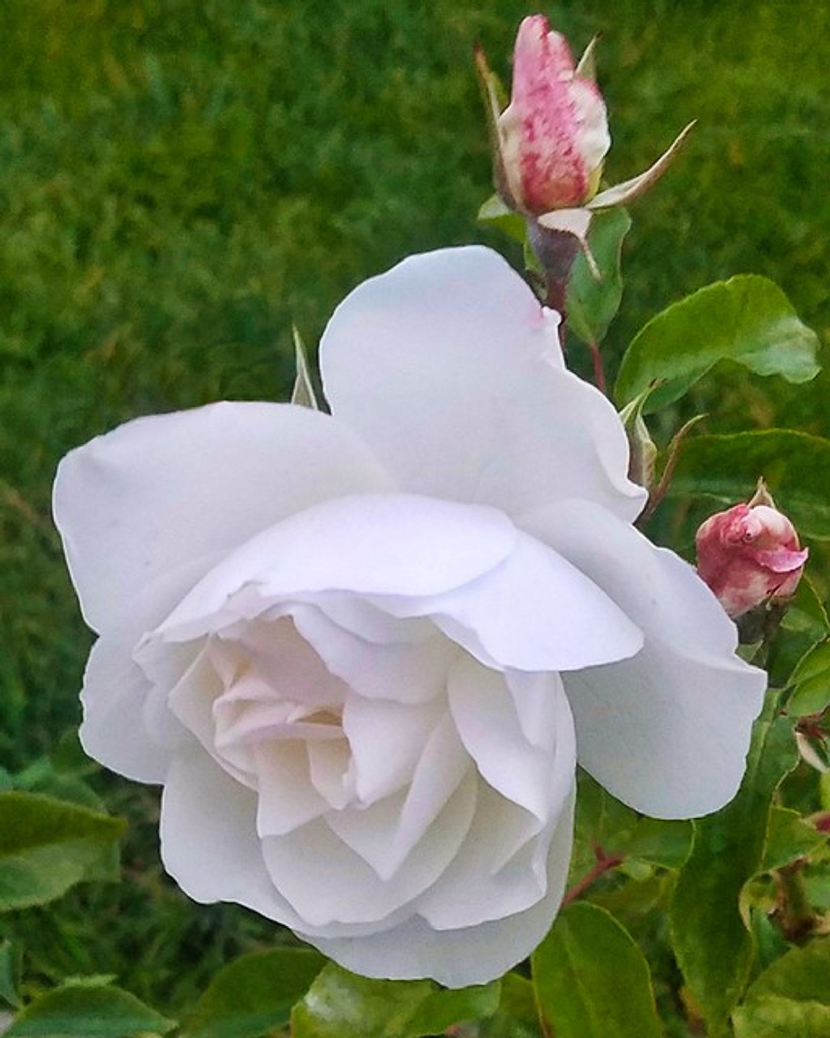 Cover photo for May Riedel's Obituary
