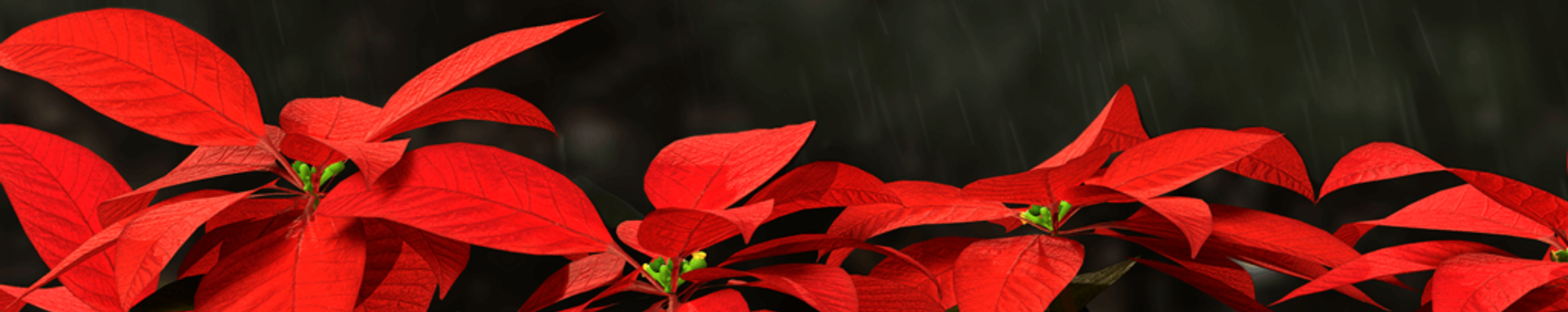 Cover photo for Eddie Mae Johnson's Obituary