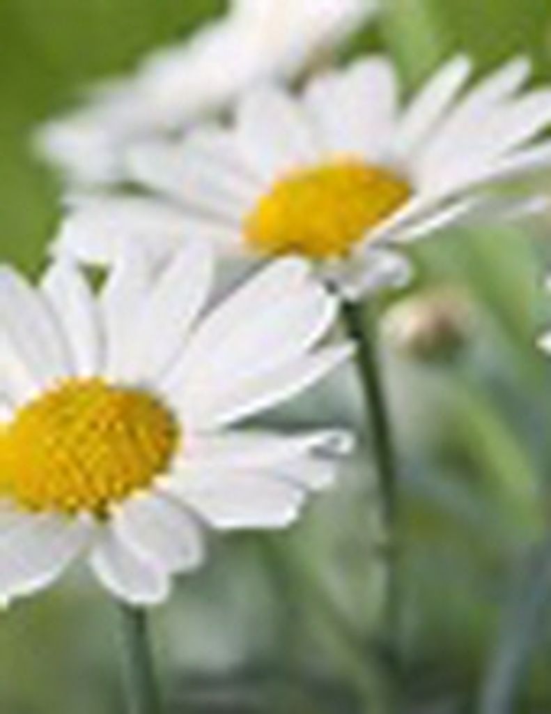 Juanita Elizabeth Welch -Gfh