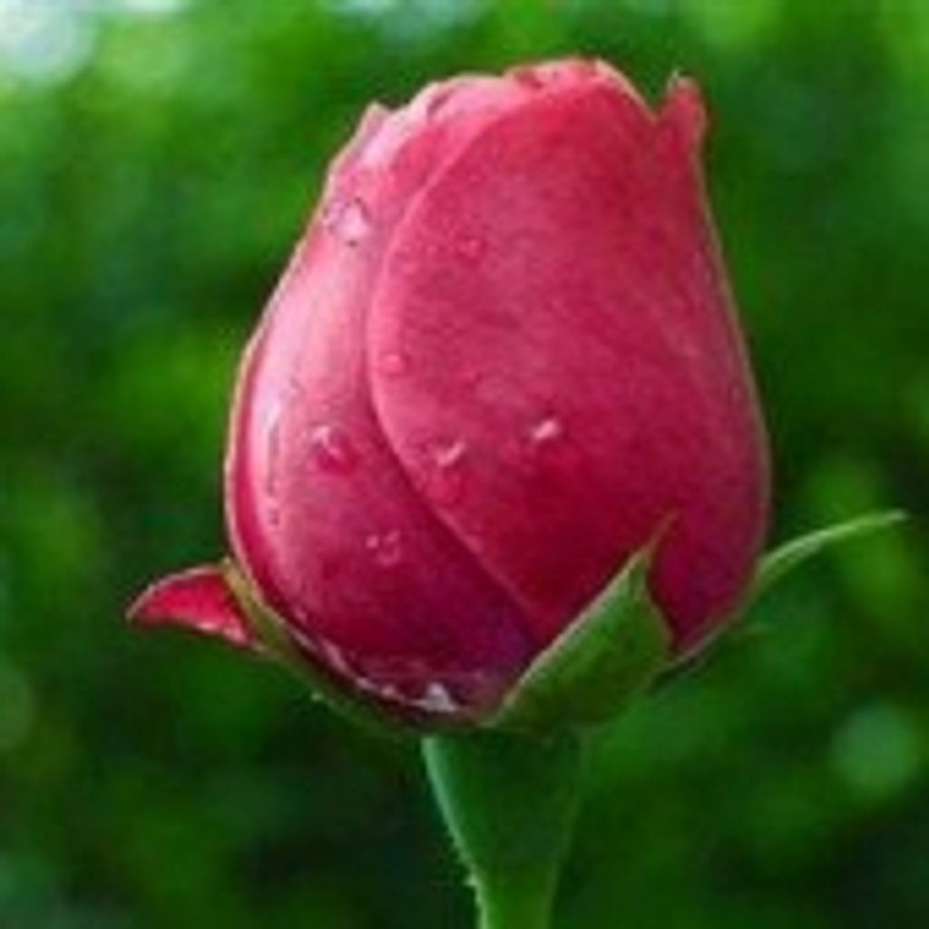 Donna L. Ronk