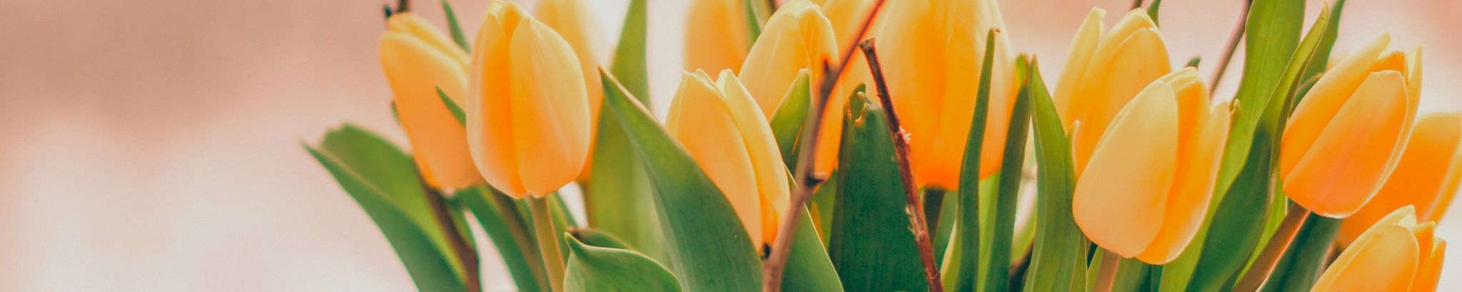 Cover photo for Lendora Haines Hechesky's Obituary