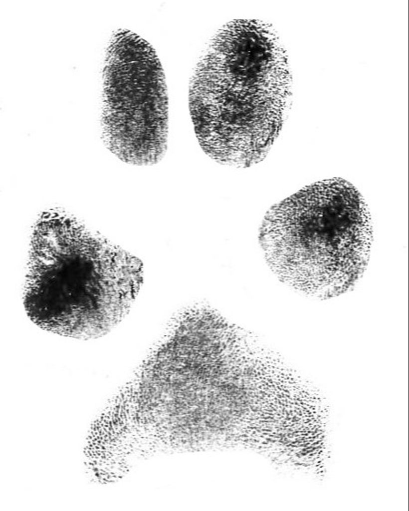 Sophie Cook Profile Photo