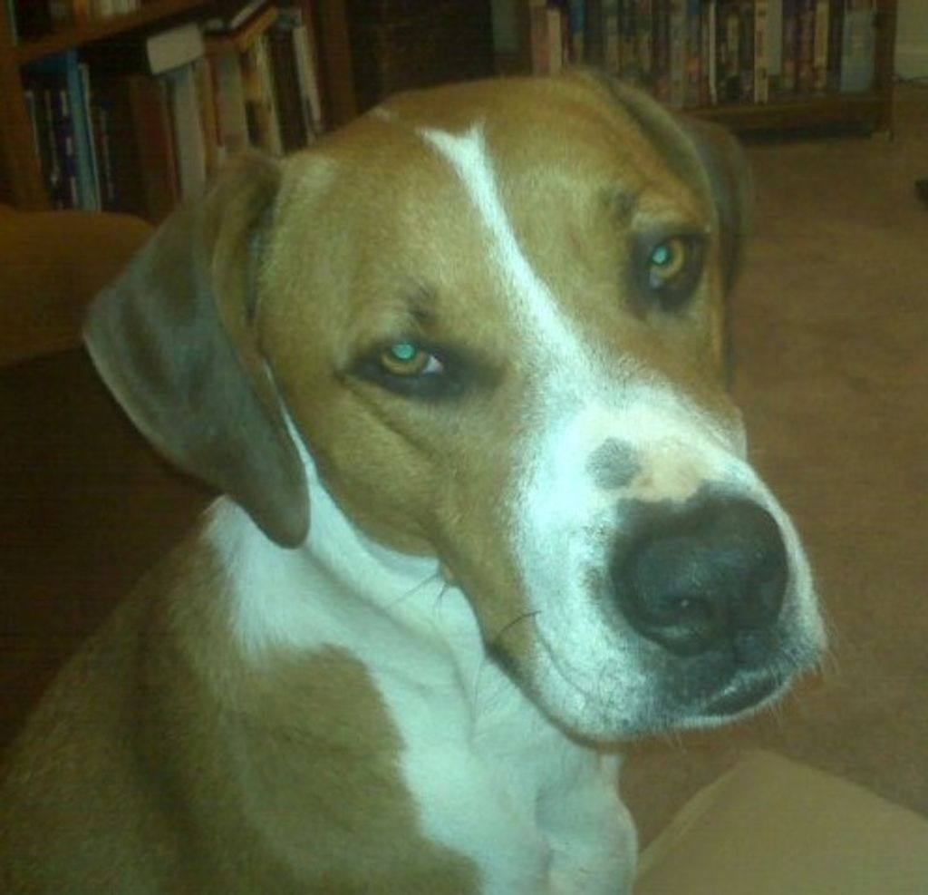 Rocky Brown Profile Photo