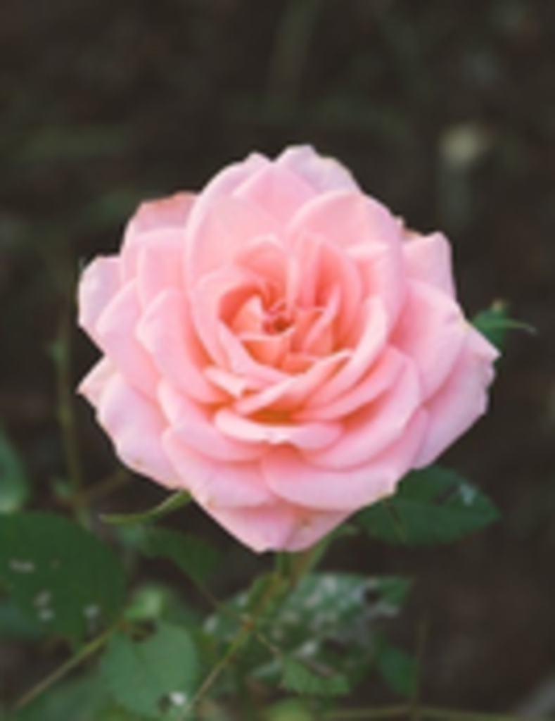Linda Bass Tyree Profile Photo