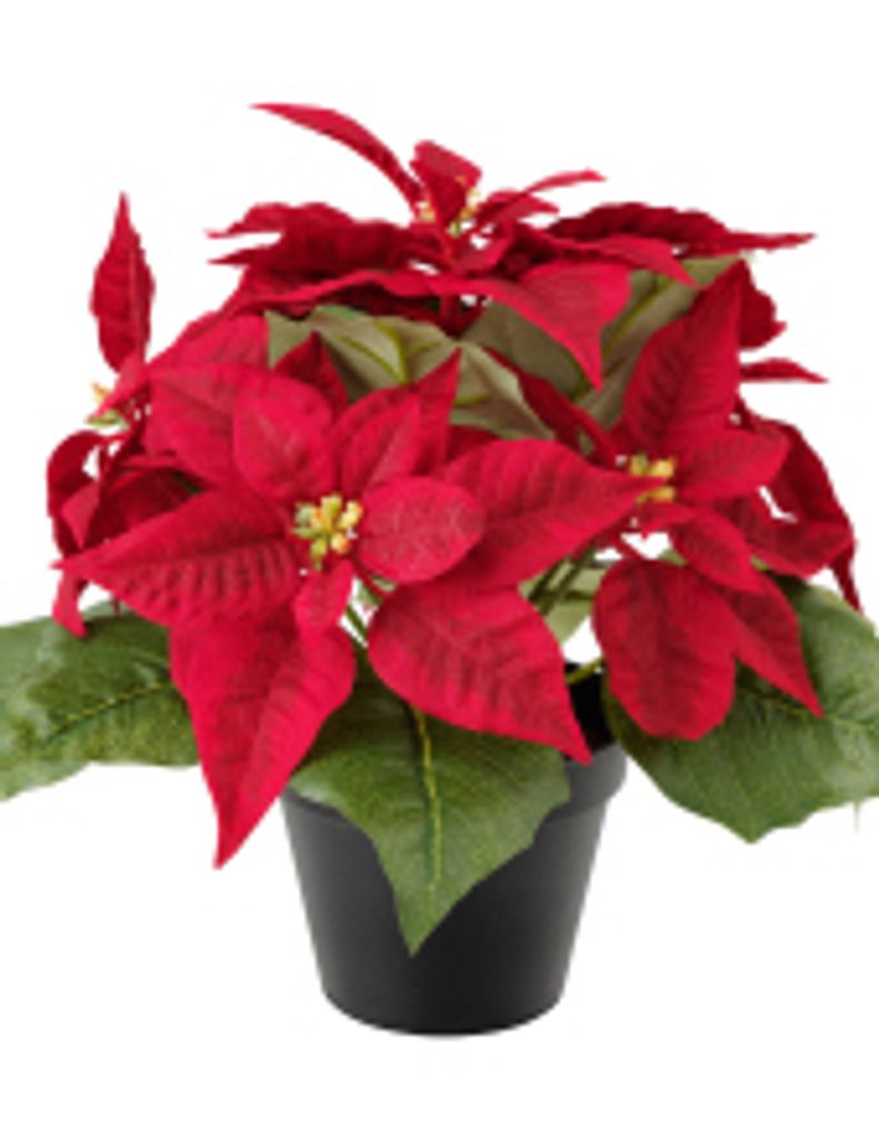 Charlotte M. Pascale Profile Photo